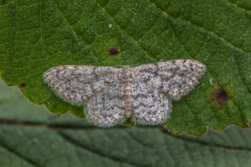 Réf. 205 593 : Idaea alyssumata